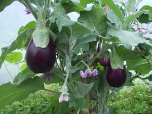 five star polytunnels aubergines in september