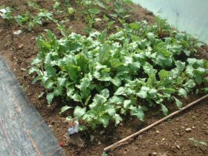 five star polytunnels undercover recipes beetroot dwarf beans