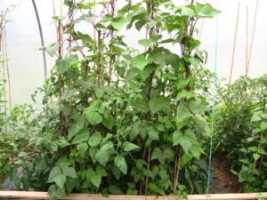 Green beans with onion recipe - Five Star Polytunnels