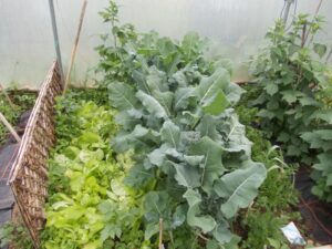 five star polytunnels parsnip cabbage lettuce bans