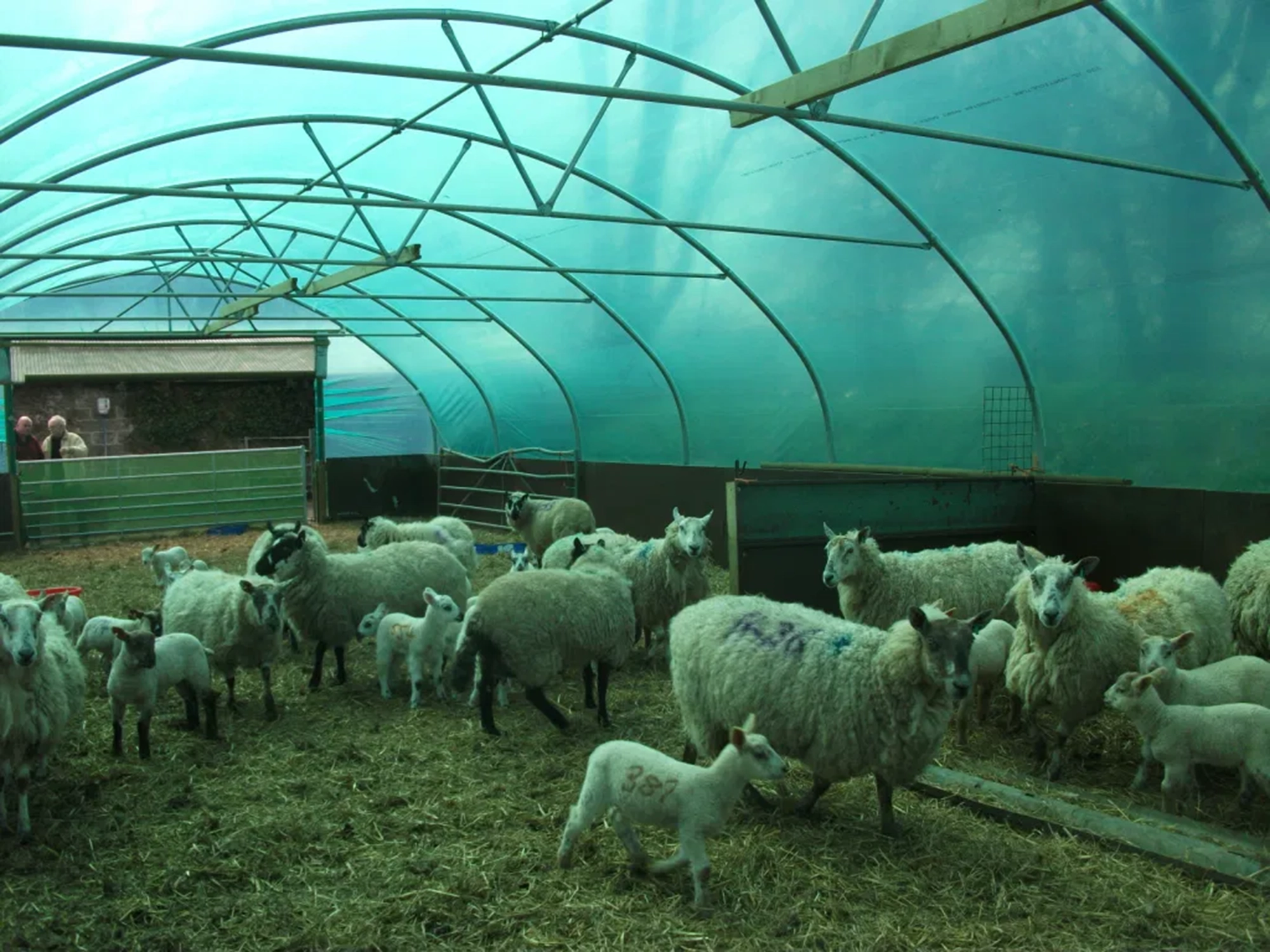 sheep sheltering in green coloured polytunnel