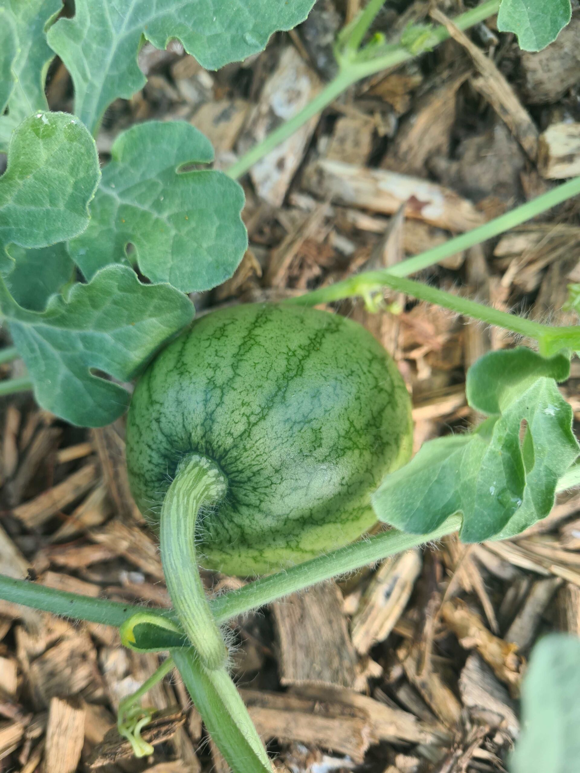 Melon in a Five Star Polytunnel