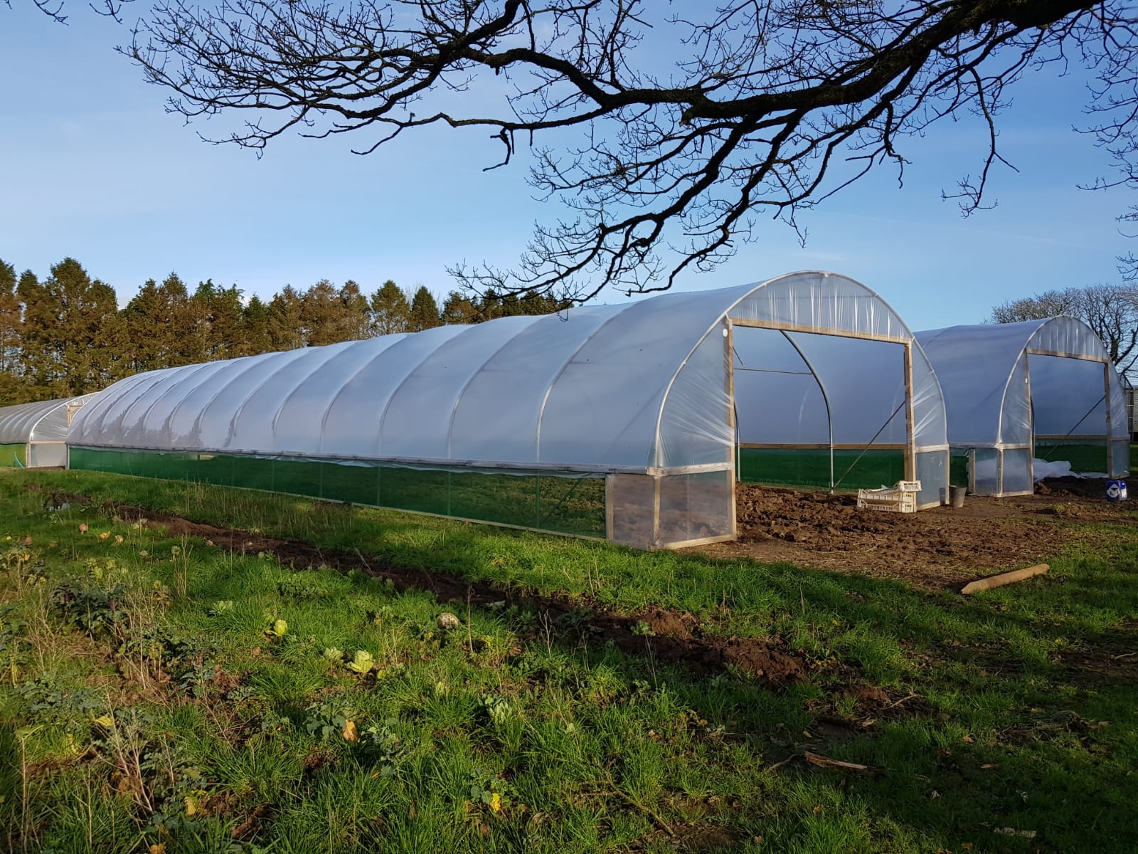 Five Star Polytunnels for Potato Growing